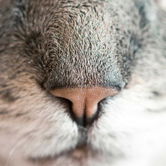 منظم مقاوم للماء ترند لعام 2026 - موديل 989